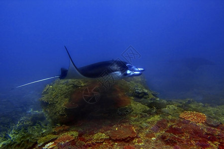 嘴蝠鲼假期印度尼西亚巴厘Manta点潜水场曼塔射线图片