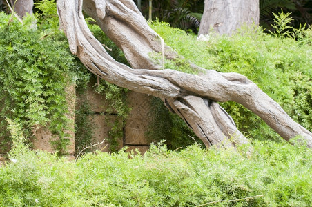 环境的丛林中一棵大树的根地球植物图片
