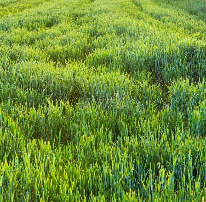 农业新的绿色小麦田农村粮食收成图片