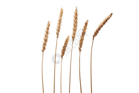 小麦耳朵稻草金的农民图片