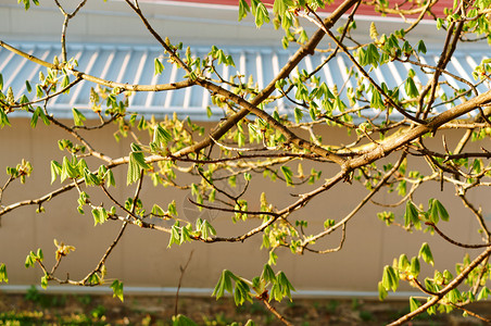 公园板栗树上的早叶板栗春天嫩叶板栗春天嫩叶板栗树上的早叶美丽植物学图片
