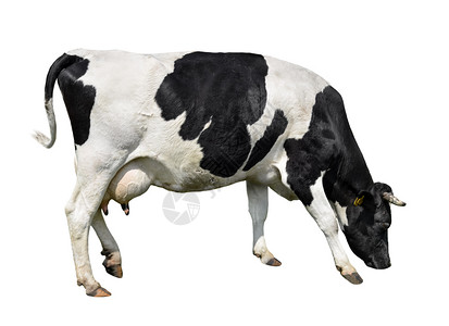 咀嚼喇叭白黑和奶牛被完全隔绝在白色背景的农场动物面前全长地围着白黑和奶牛斑黑和牛被完全隔离在白色上宠物背景图片