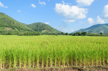 草地场泰国具有山背景的绿稻田风图6图片