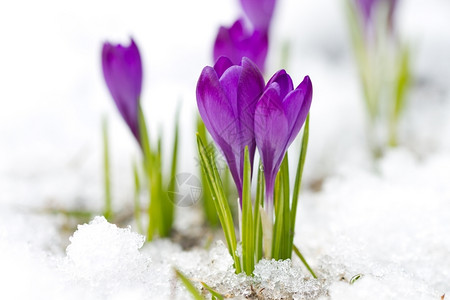 精美的雪上紫罗兰春天花图片