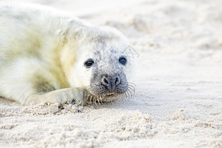 沙滩上可爱的小海豹高清图片