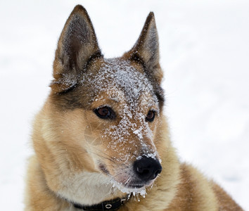 小狗友谊户外雪地里的猎犬口肖像图片