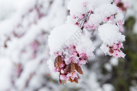 樱花雪美丽的寒冷树春天雪花覆盖樱背景