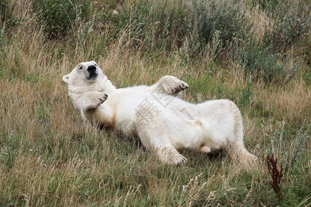 草丹麦白北极熊背面的自然哺乳动物图片