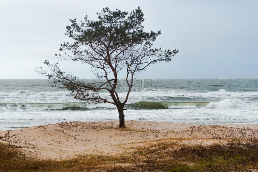 海边的孤树风雨天气海边的风雨天气海边的孤树暴风雨云环境图片