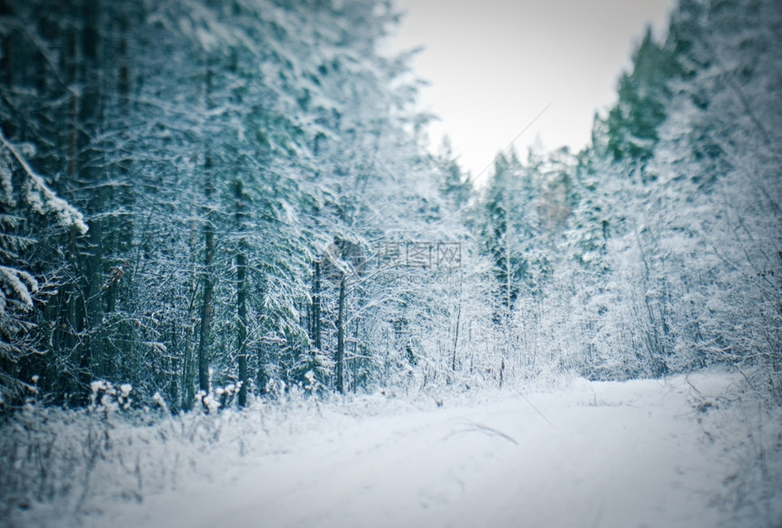 冬季景点采雪林的树枝白色仙境森林图片