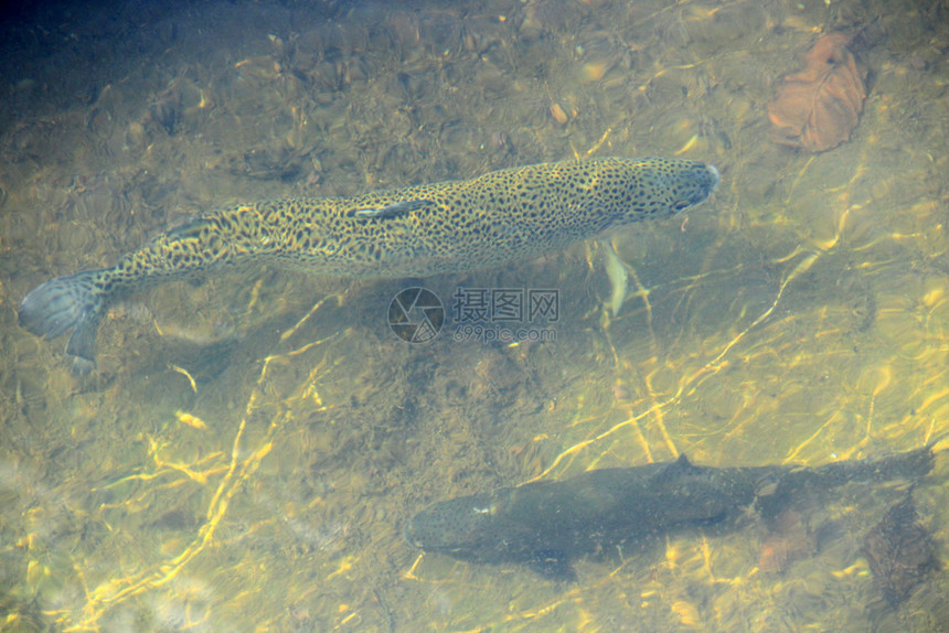 水下荒野淡虹鳟鱼在中鲑养殖场的水中图片