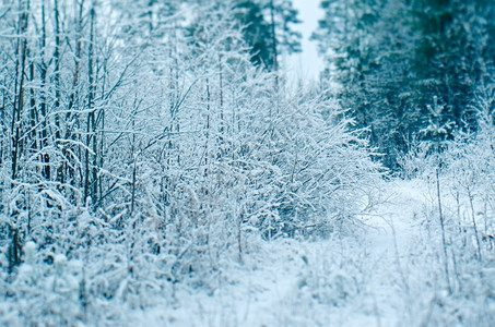 冬季景点采雪林的树枝冰森蓝色的图片
