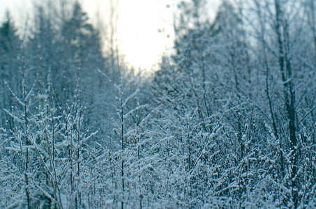 冬天季景点采雪林的树枝深白色图片
