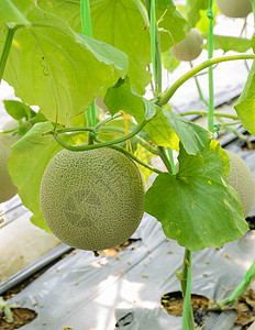 瓜子或坎塔罗普树上的水果农场甜瓜食物图片