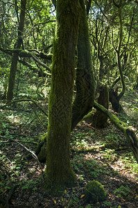 树叶木头子加那利群岛的戈梅拉森林图片