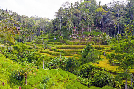 艾什莉贾德从印度尼西亚巴厘岛的提卢瓦米田台空出景观贾蒂卢韦农业背景