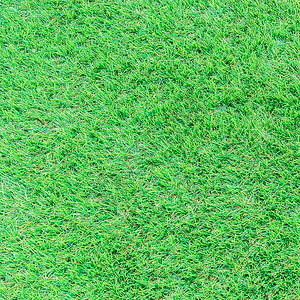 新鲜上市柿子足球景观美化环境公共园绿色新草设计图片