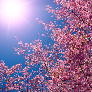 花的蓝天空背景上闪烁的樱花季节瓣图片