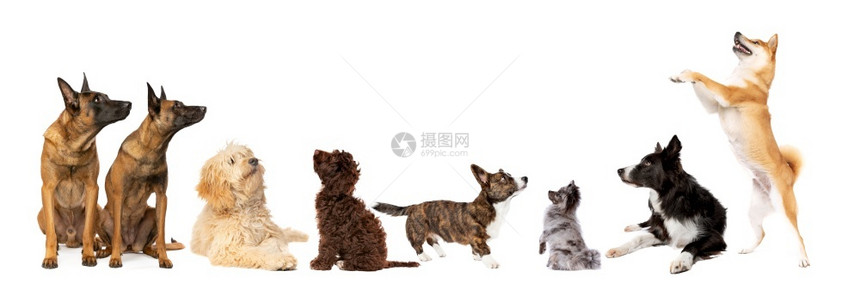 颜色牧羊犬八只狗在白色背景前抬头八只狗我是图片