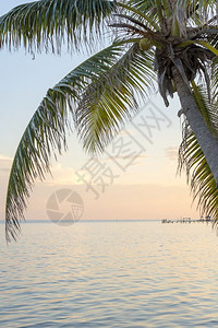 阳光加勒比海日出棕榈树背景加勒比海日出时棕榈树的热带岛屿背景假期海岸图片