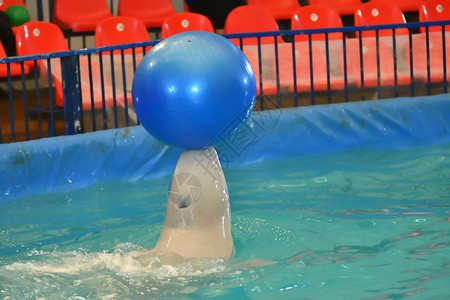海豚表演球图片