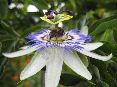 花和蜜蜂热带在绽放巴西maraquja和蜜蜂的西番莲温暖马拉库亚背景