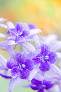 美丽的紫花圈藤或背景模糊的树枝花卉朵含色紫的卷心菜浪漫图片