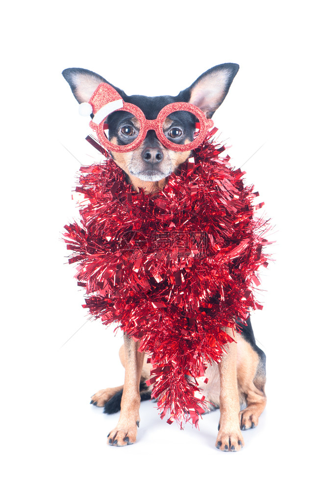 圣诞前夜带着有趣的红眼镜狗和在白色圣诞主题新年上被孤立的锡人庆典快乐图片