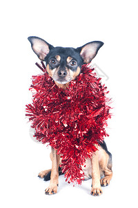 天动物新的带红色锡条有趣狗孤立在白色圣诞主题新年背景图片