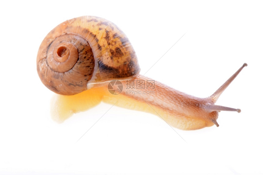 在白色背景上被孤立的棕色小蜗牛无脊椎动物腹足类螺旋图片