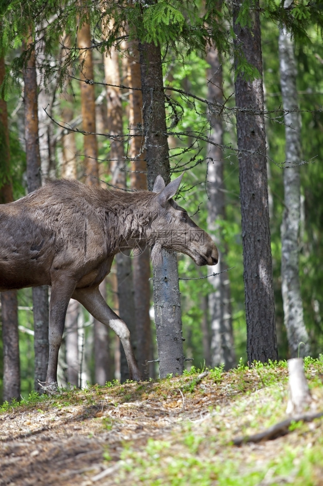北哺乳动物景观在挪威森林中行走的驼鹿图片