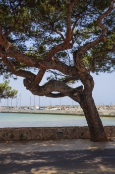 追踪地中海卡拉西班牙巴利阿里群岛马洛卡大树图片