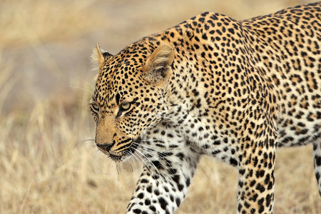 非洲豹背景图片