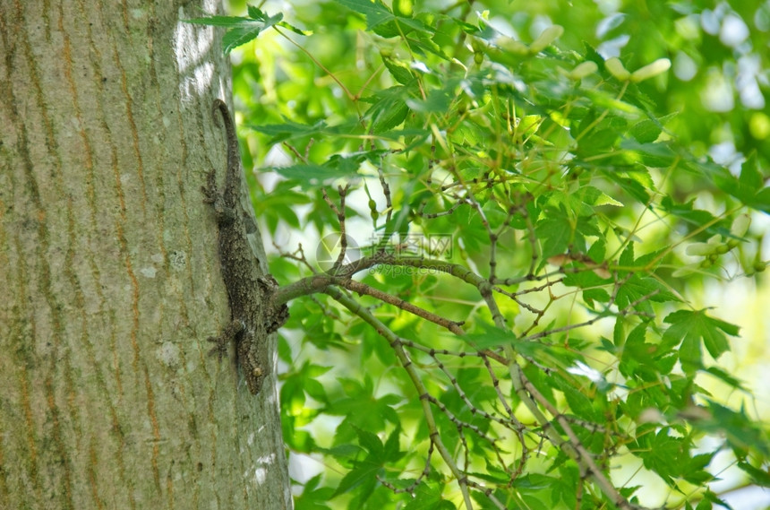 异国情调绿色棕壁虎日本枫树茎上的棕色壁虎眼睛图片