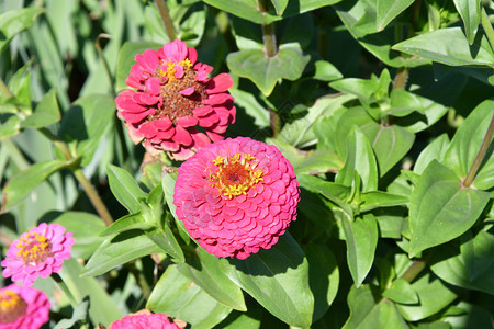 新鲜的夏花园辛尼亚朵多彩夏天蕊图片