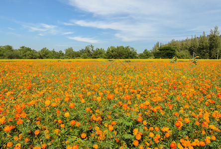 美丽的橙色宇宙花朵田瓣开自然花瓣高清图片素材