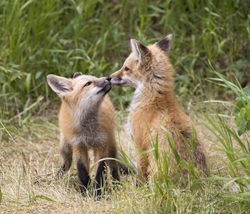哺乳动物一对狐狸包放在草地上其中一人要求亲吻或摸鼻子谷落基山脉j高清图片素材