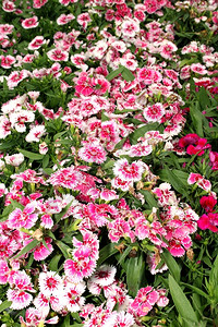 灌封明亮的团体Flora明亮粉红和白花显示图片图片