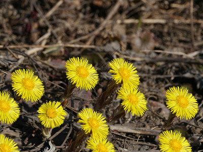 花朵第一黄色春花山脚紧贴第一朵黄色春花自然圣彼得堡图片