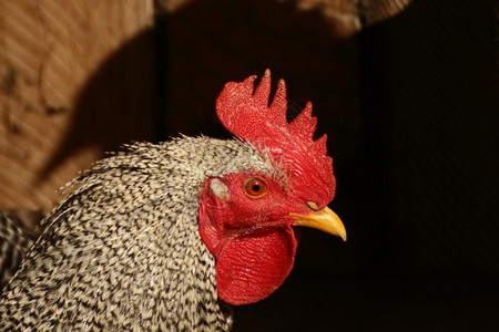 美丽的乡村羽毛这鸡为成农场的老板感到非常骄傲图片