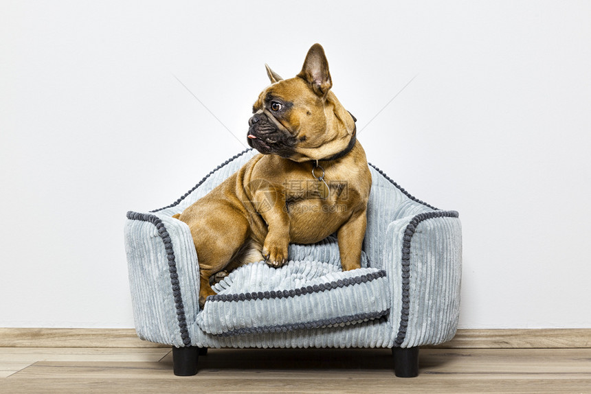 一个小沙发上的斗牛犬形象满地面木制图片