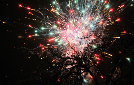 明晚新年春夜在树后放烟花一种火棘皮动物图片