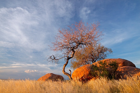 风景优美带有花岗岩巨石树木和蓝天空的景观纳米比亚南部非洲沙漠荒野图片