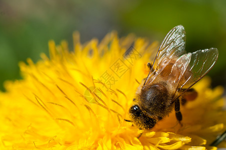 金子授粉蜜蜂在蒲公英花上采集粉蜜蜂在蒲公英花上采集粉收图片