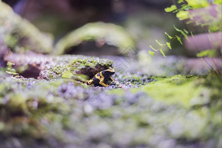 异国情调坐在雨林地底的青蛙身上丛林可爱的图片