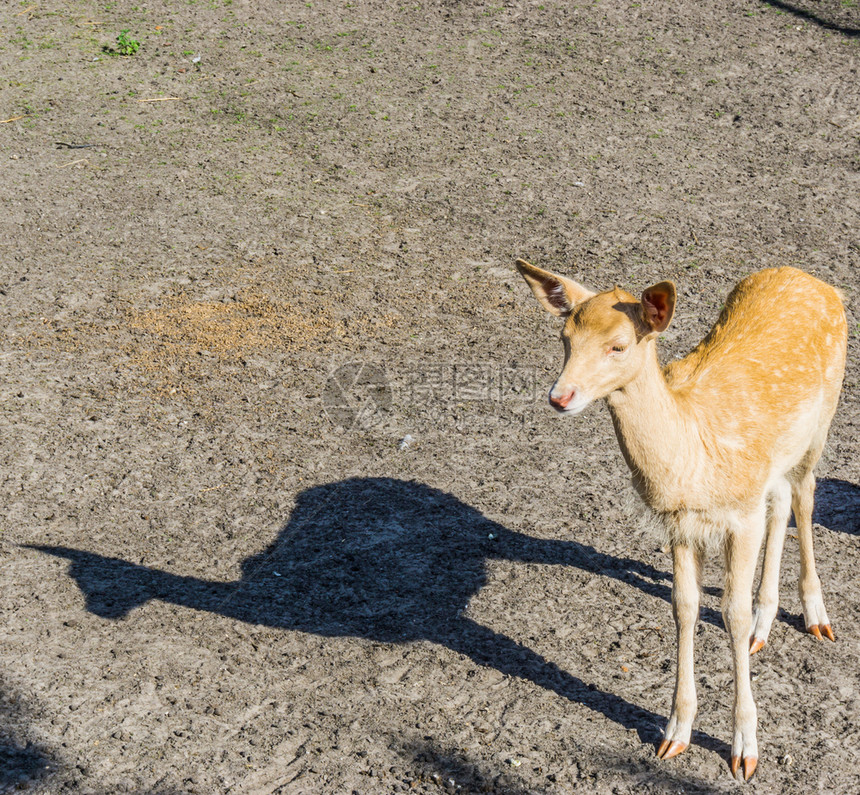 小鹿斑比单可爱的动物站在沙地上森林户外图片