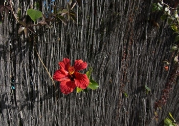 西班牙巴利阿里群岛马洛卡灰色草原上的红碧花园马略卡岛红色的图片