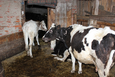 小牛羊窝棚里的奶站在棚内的隔间里奶牛女图片