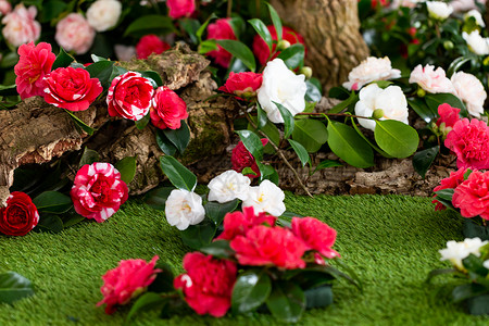装饰风格叶子浪漫的装饰和美丽花园山茶图片