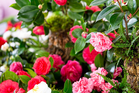 植物粉色的自然装饰和美丽的花园山茶图片